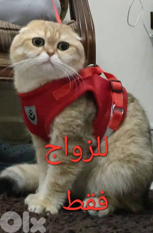 بيروت الروشه 0