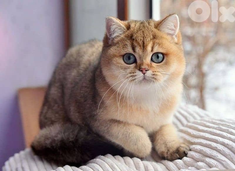 British Golden Chinchilla Kitten -Imported-Available in Store 0