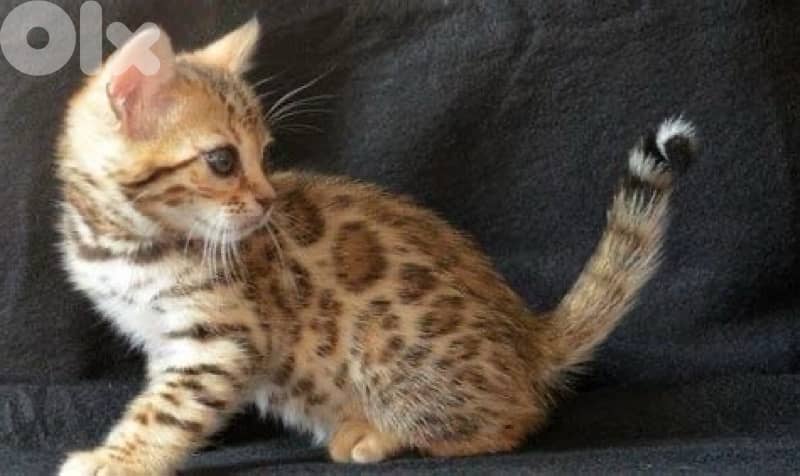 Bengal kitten imported 0