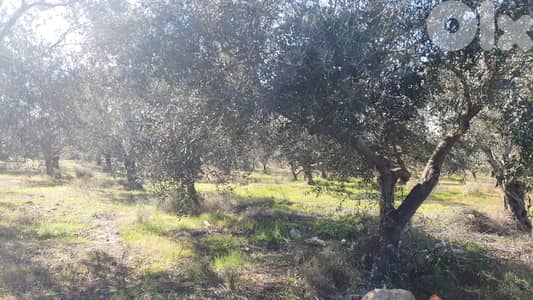 LAND/أرض /Nakhleh, Koura/ الكورة – النخلة/residential/ REF#ZY134480 !