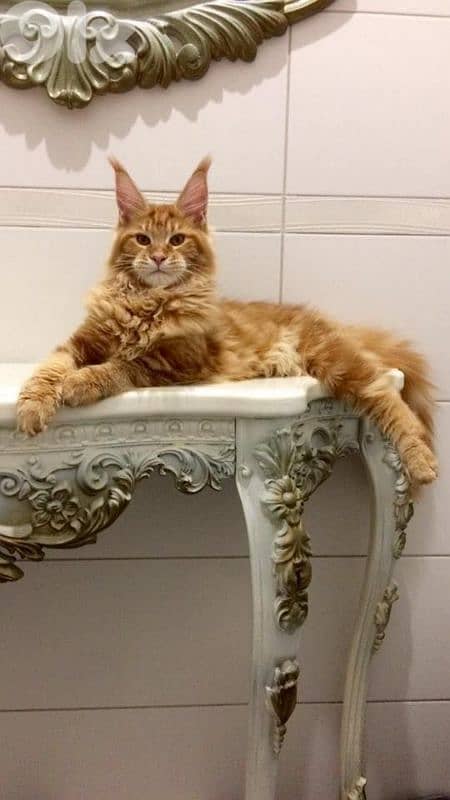 Beautiful Maine Coon Kitten  / cat قطط 0