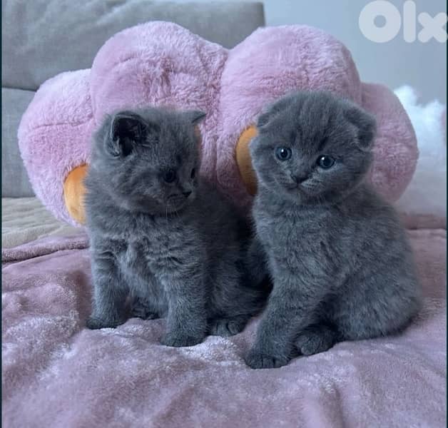 Scottish Fold & British Kittens 0