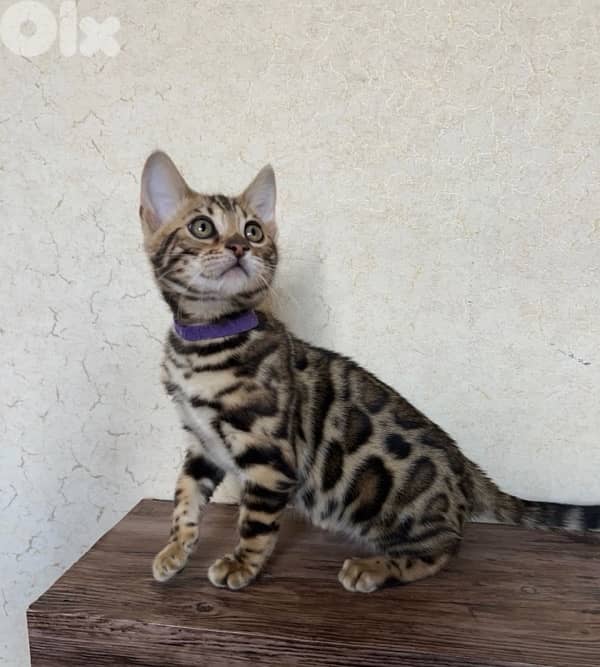 Bengal kittens Highest Breed Quality 0
