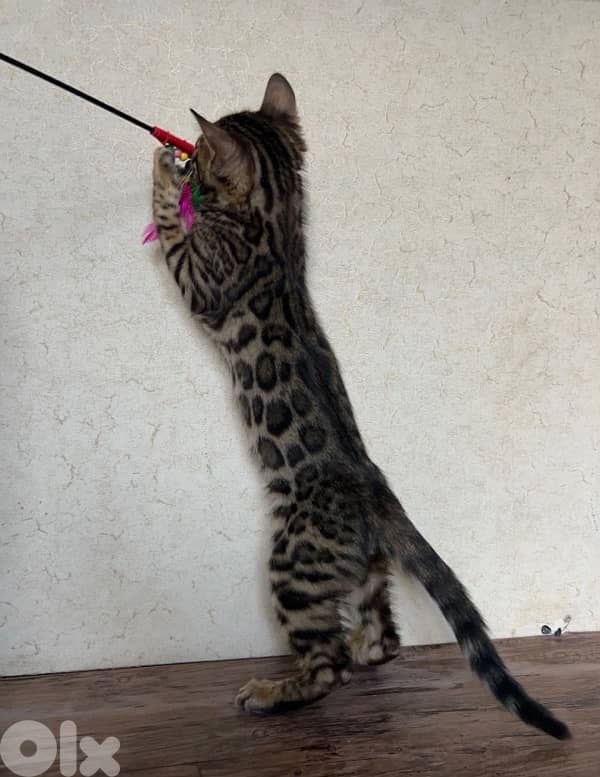 Bengal kittens Highest Breed Quality 6