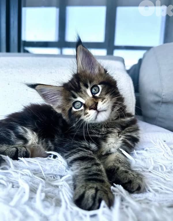 MianCoon Giant Size Kittens 0