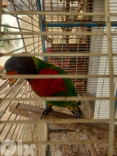 ببغاء للبيع 81094242