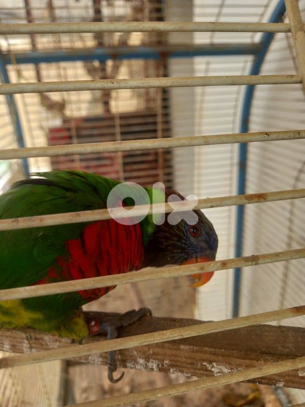 ببغاء للبيع 81094242 1