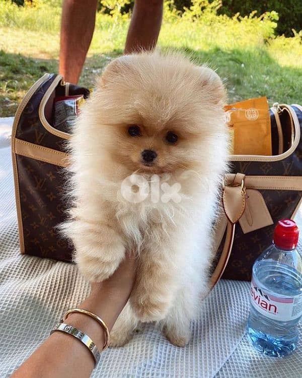 Small Teacup Pomeranian Puppies - dog كلاب 0