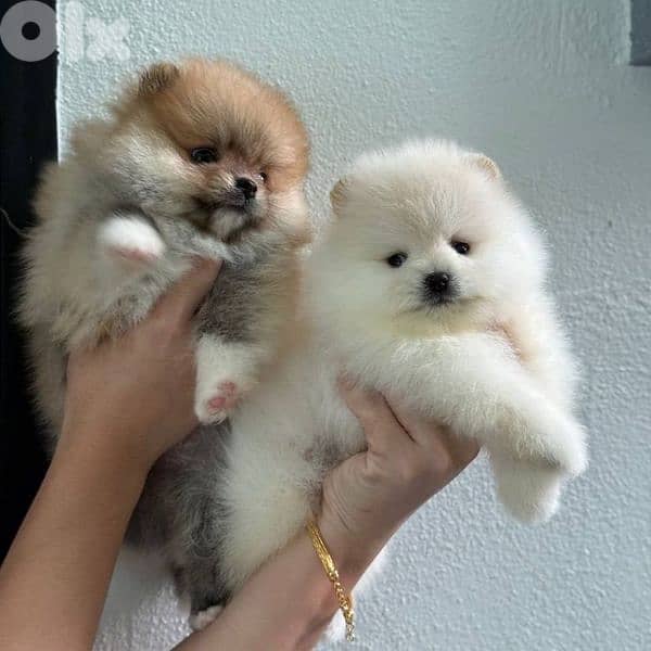 Special Pomeranian Puppies / delivery available/ dog كلاب 0