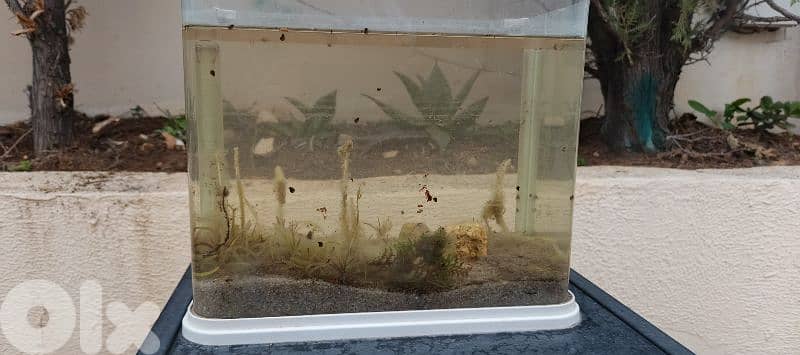 Aquarium 4