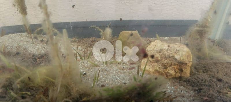 Aquarium 5