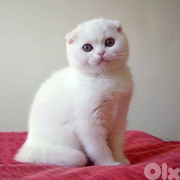 White Scottish Fold kittens Blue Eyes 0
