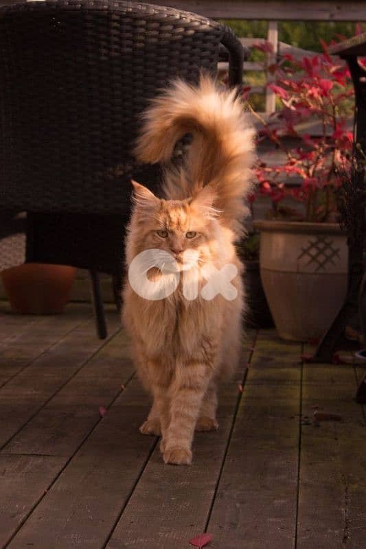 Imported Orange Maine Coon Kitten / cat قطط 0