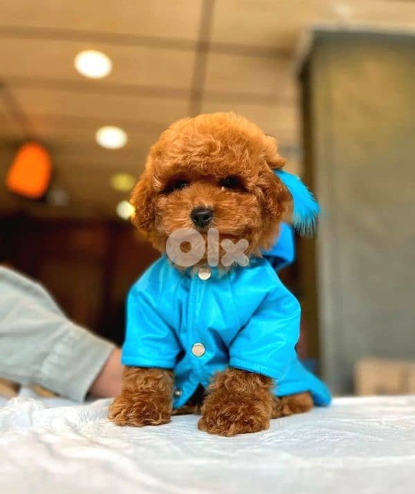 Toy Poodle Puppies / in store / dog كلاب 0