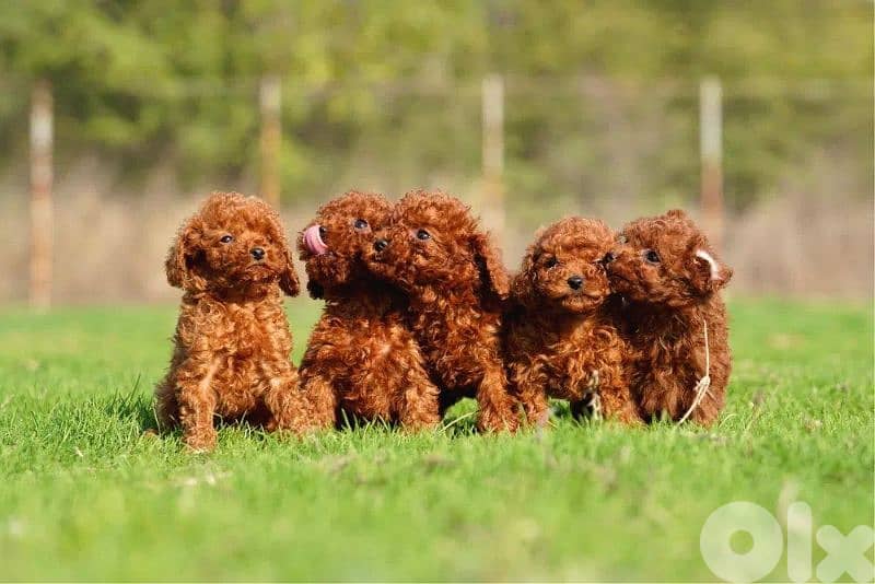 Poodle Puppies pure breed / dog كلاب 0