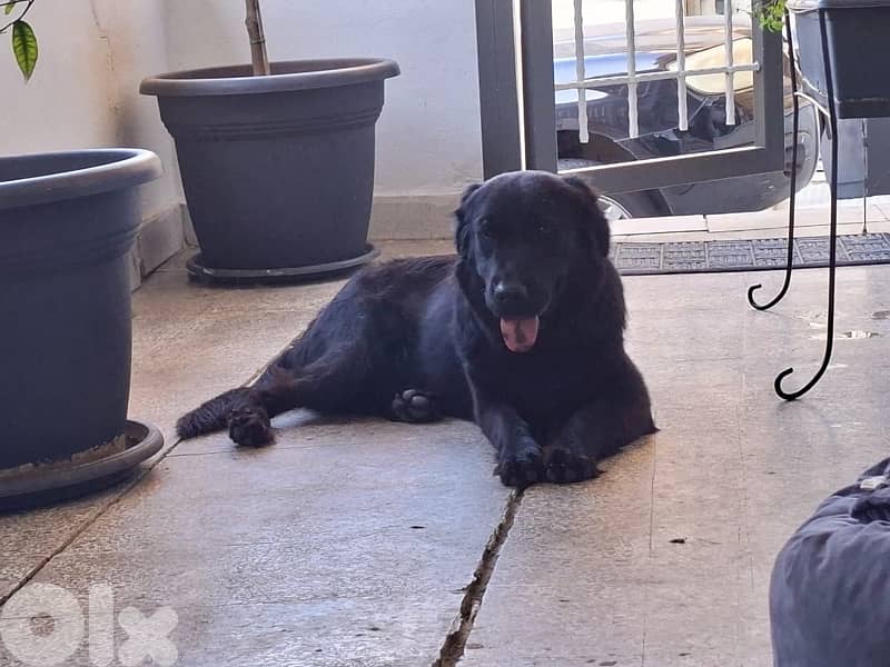 golden retriever mix with labrador for adoption 0