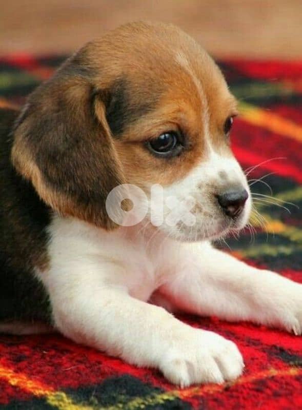 Beagle Puppies / dog كلاب 0