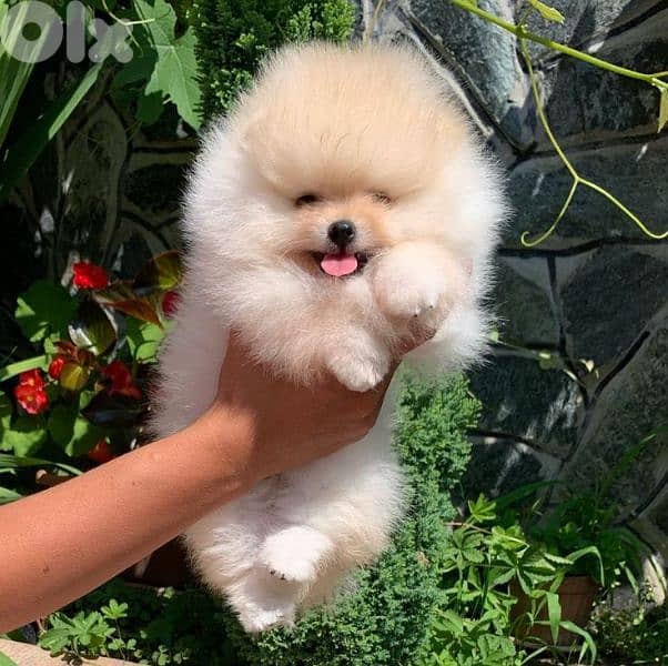 Pomeranian Puppies - Fluffy / dog كلاب 0