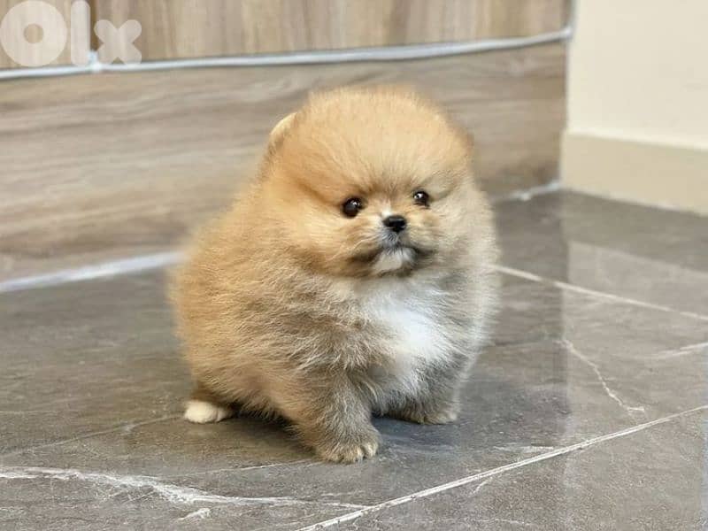 Pomeranian Puppies / delivery available/ dog كلاب 0