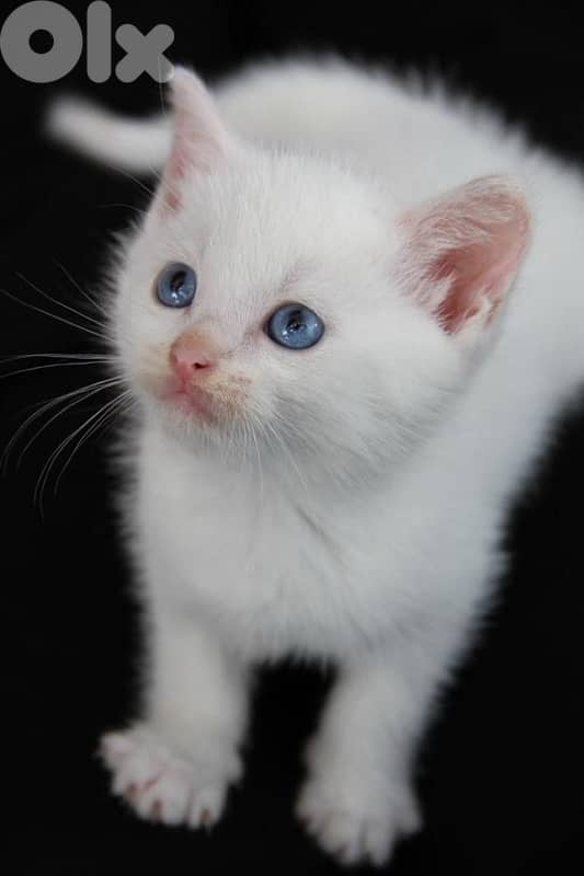 British Shorthair White Kitten 0