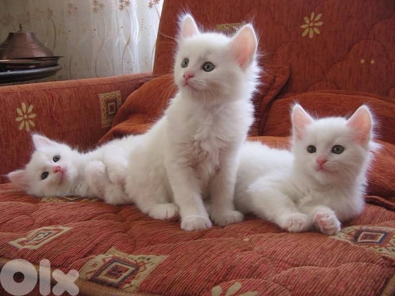 White British kitten 0