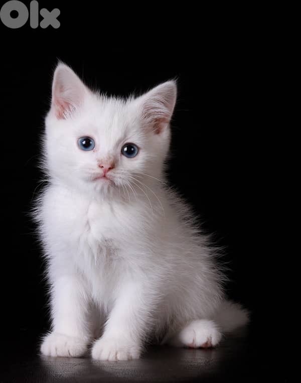 British white kitten 0