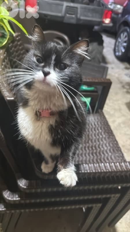 Friendly Young Tuxedo Cat for Adoption 0
