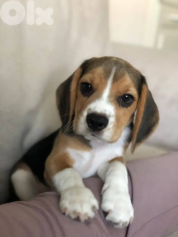 The Perfect Compamion Beagle Puppies Available in store 0