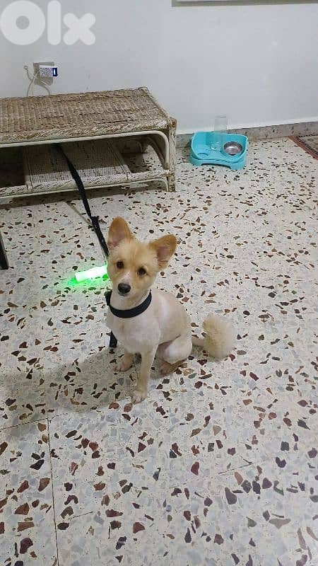 indian spitz dog 8