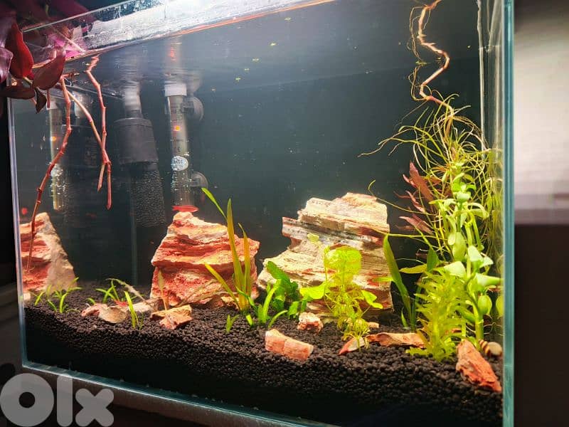 NEW freshwater aquarium planted for sale lower then cost price 0
