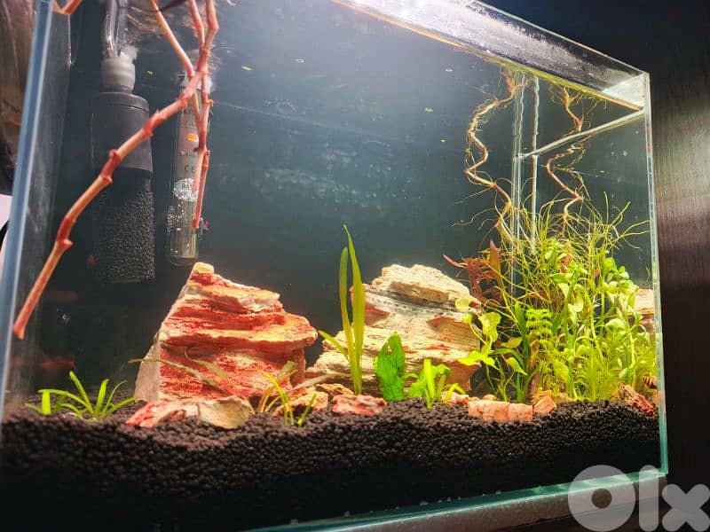 NEW freshwater aquarium planted for sale lower then cost price 1