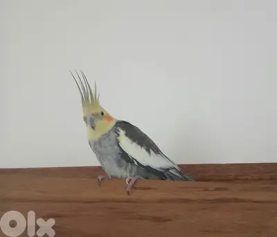 cockatiel ببغاء اليف مهجن و بسعر نار