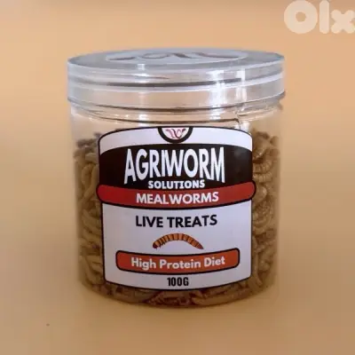 mealworm - superworm - دود