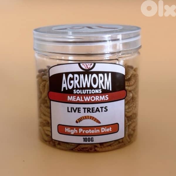 mealworm - superworm - دود 0