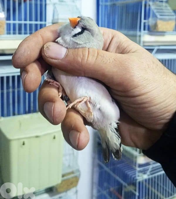 عكار طرابلس 2