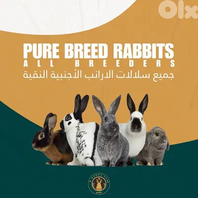 العناية بالأرانب النقية