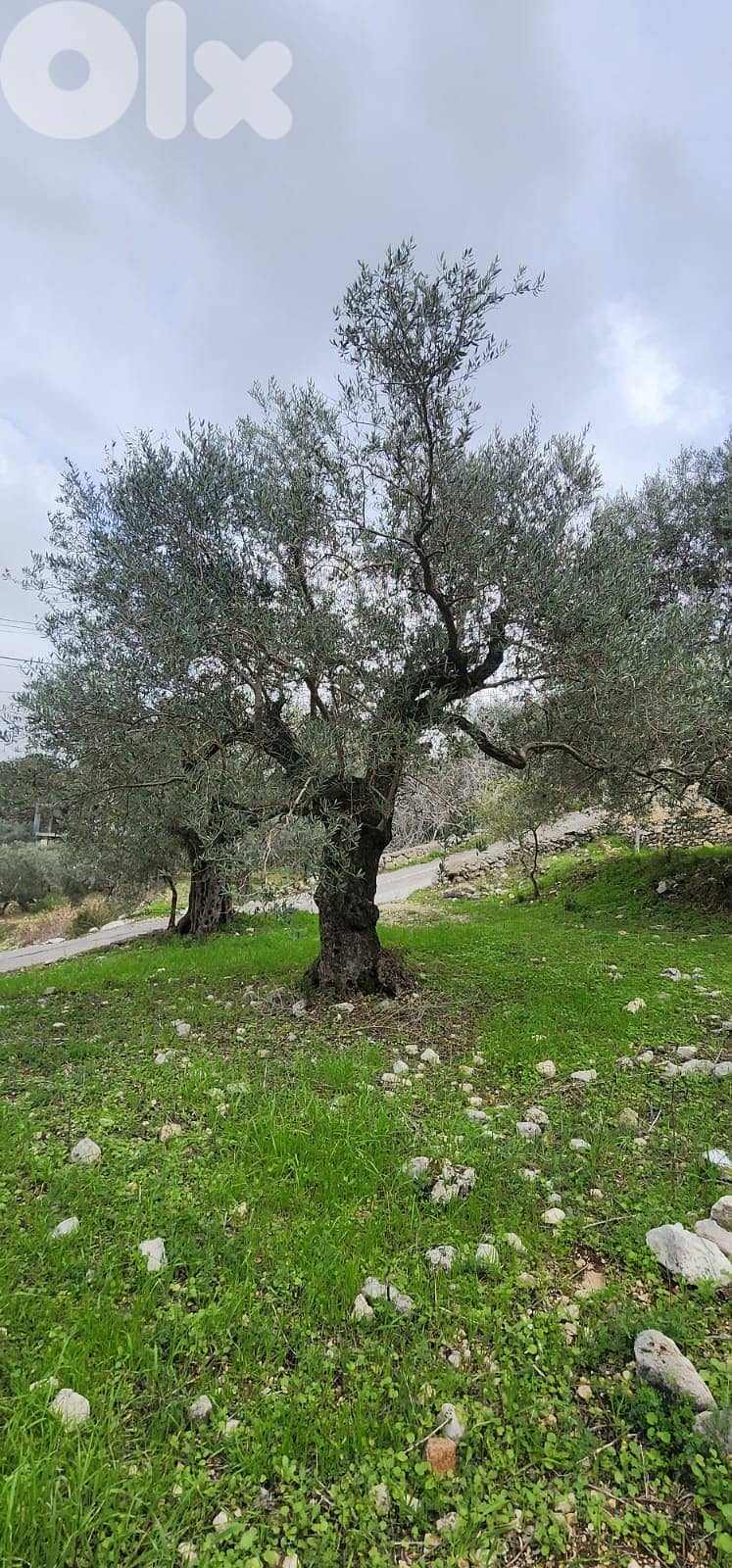 Land For Sale In Smar-Jbeil 0