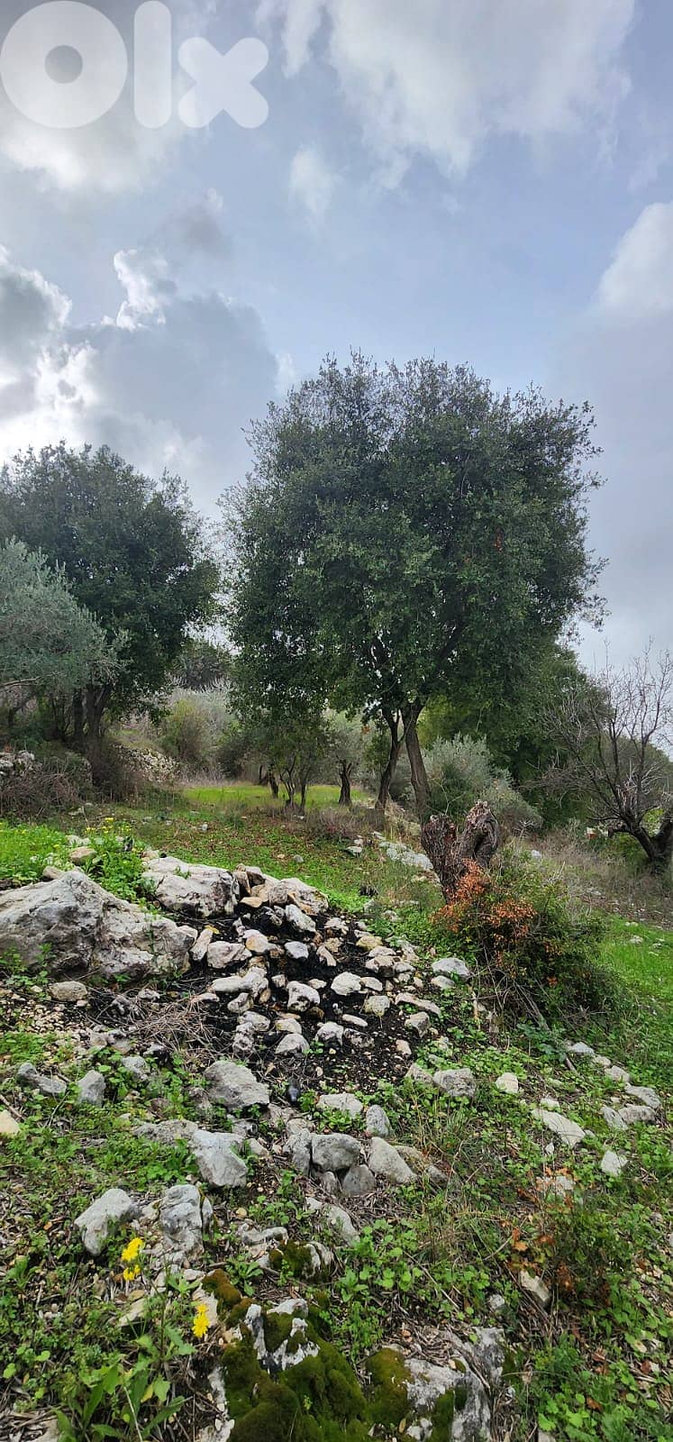 Land For Sale In Smar-Jbeil 1