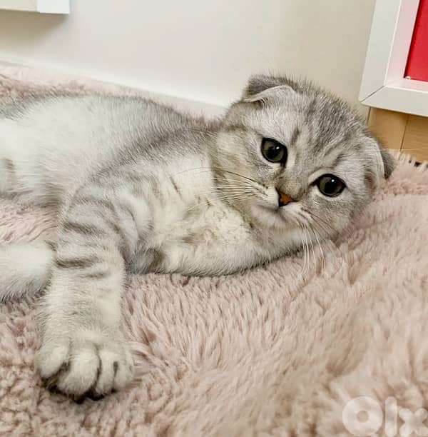 Beautiful Scottish Fold Kitten AVAILABLE IN STORE & DELIVERY 0