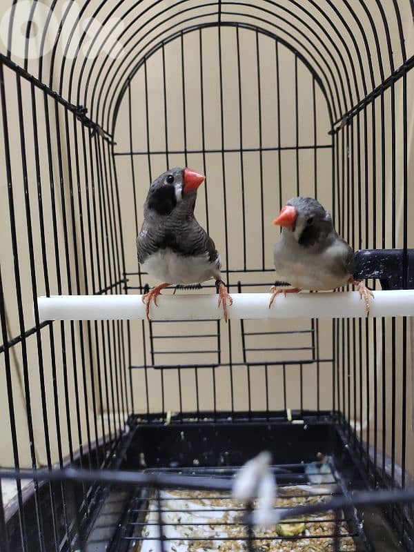 zebra finch جنة خد اسود 0