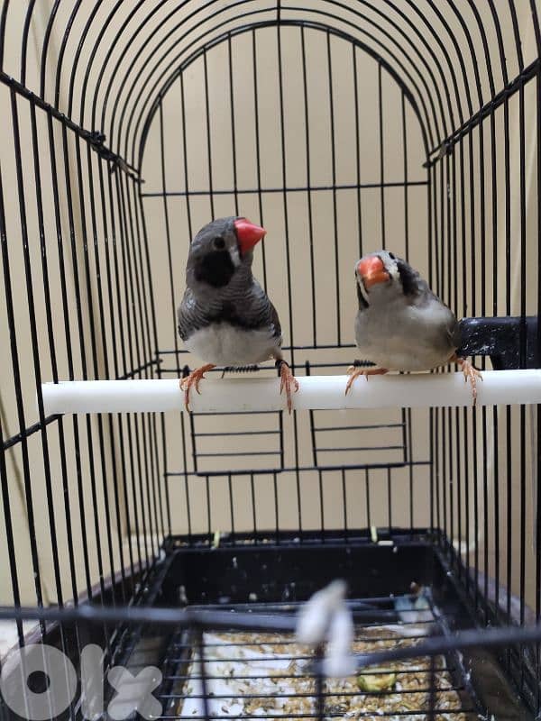 zebra finch جنة خد اسود 1