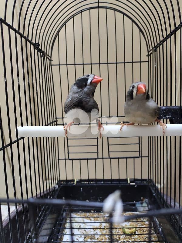 zebra finch جنة خد اسود 2