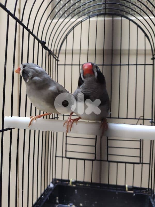 zebra finch جنة خد اسود 3