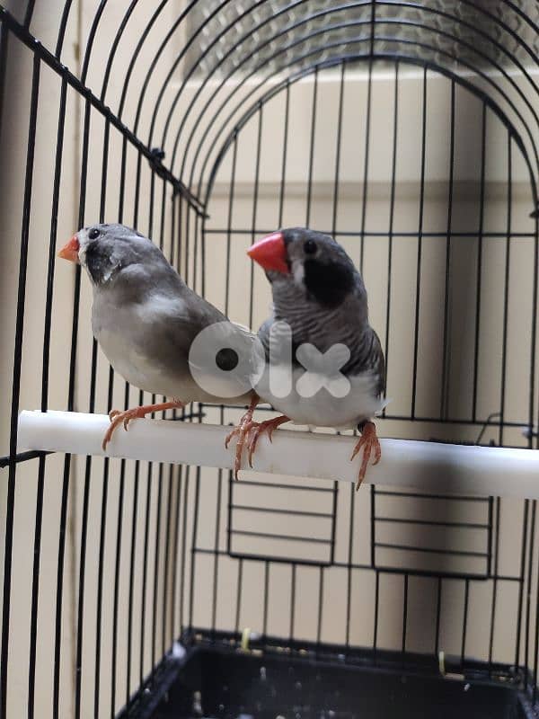 zebra finch جنة خد اسود 4