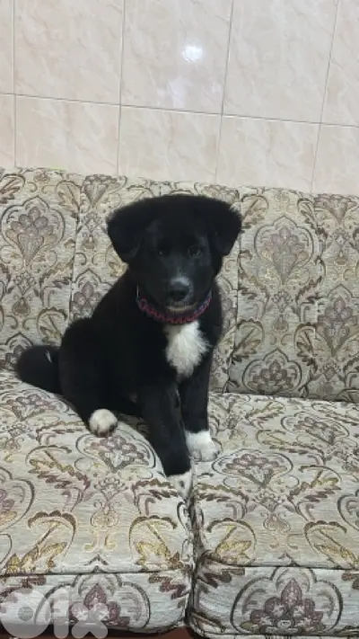 American Akita