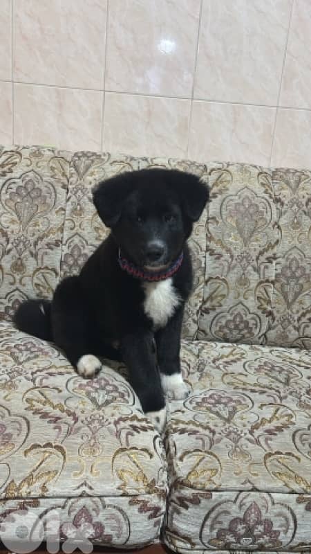 American Akita 0