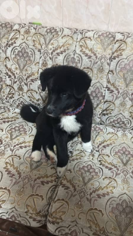 American Akita 1