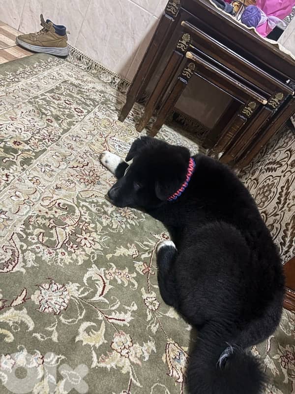 American Akita 2