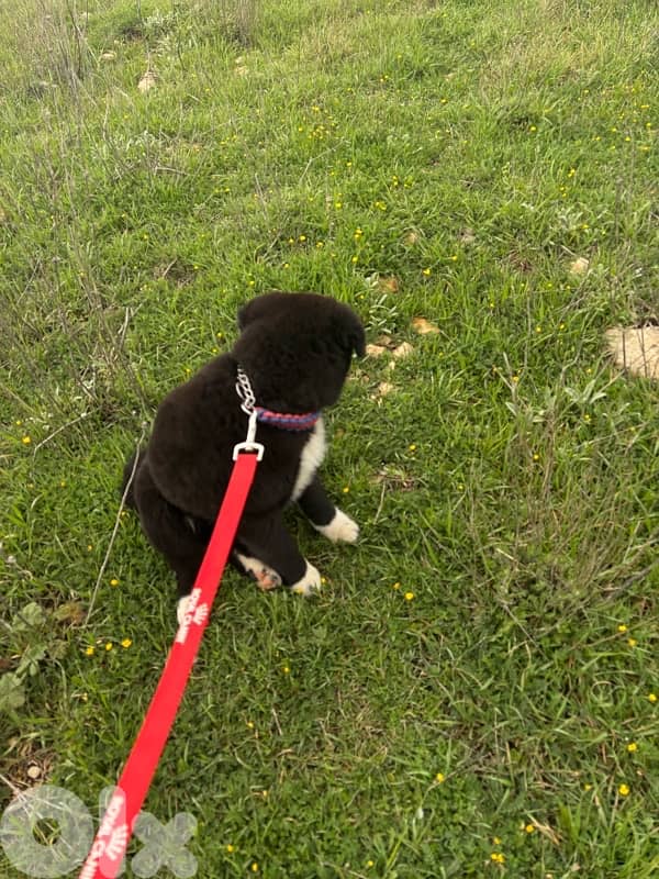 American Akita 4