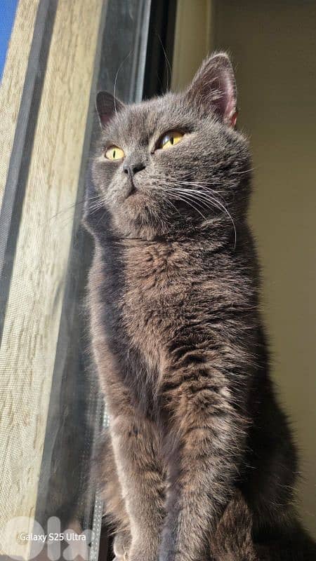 British Shorthair Cat 0